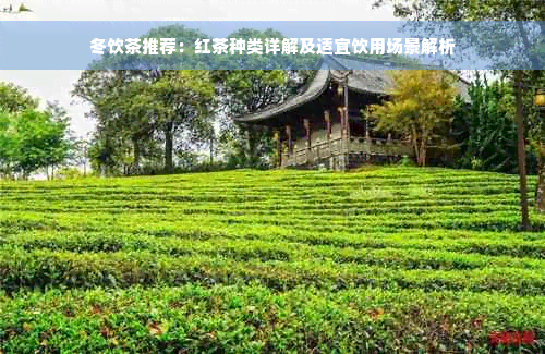 冬饮茶推荐：红茶种类详解及适宜饮用场景解析