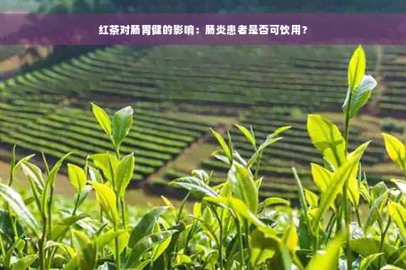 红茶对肠胃健的影响：肠炎患者是否可饮用？