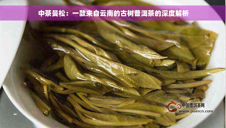 中茶曼松：一款来自云南的古树普洱茶的深度解析