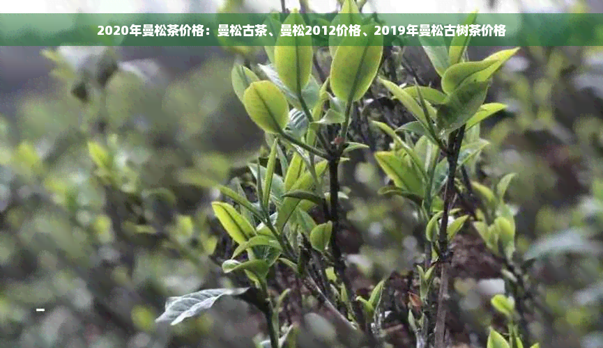 2020年曼松茶价格：曼松古茶、曼松2012价格、2019年曼松古树茶价格