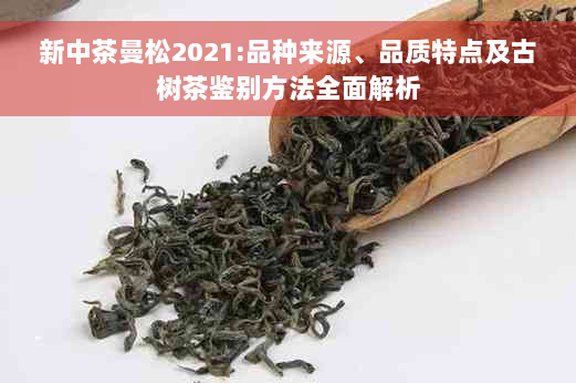 新中茶曼松2021:品种来源、品质特点及古树茶鉴别方法全面解析