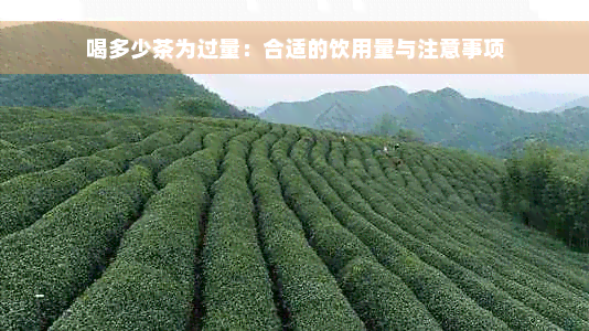 喝多少茶为过量：合适的饮用量与注意事项