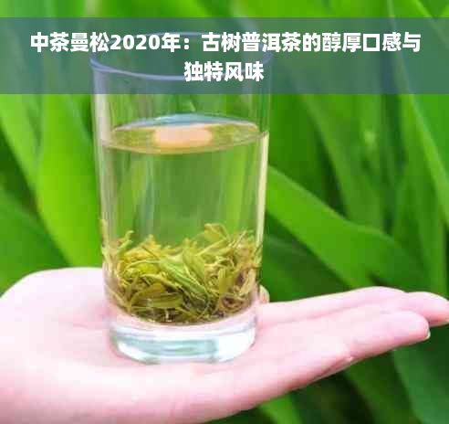 中茶曼松2020年：古树普洱茶的醇厚口感与独特风味