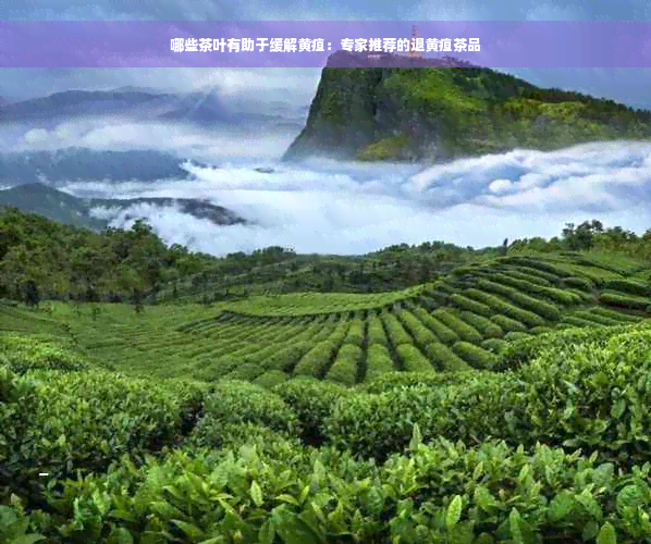 哪些茶叶有助于缓解黄疸：专家推荐的退黄疸茶品