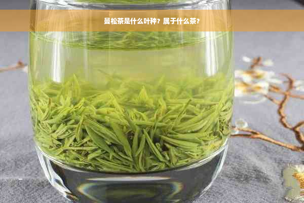 曼松茶是什么叶种？属于什么茶？
