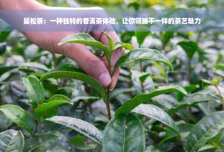 曼松茶：一种独特的普洱茶体验，让你领略不一样的茶艺魅力