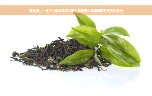 曼松茶：一种小叶茶还是大叶茶？解答关于曼松茶的叶片大小疑问