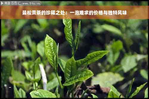 曼松贡茶的珍稀之处：一泡难求的价格与独特风味