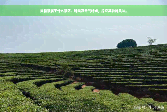 曼松茶属于什么茶区、种类及香气特点，探究其独特风味。