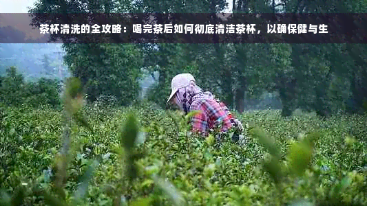 茶杯清洗的全攻略：喝完茶后如何彻底清洁茶杯，以确保健与生