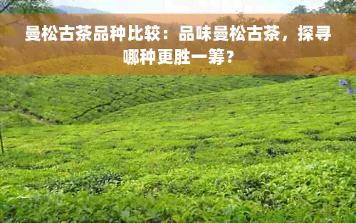 曼松古茶品种比较：品味曼松古茶，探寻哪种更胜一筹？