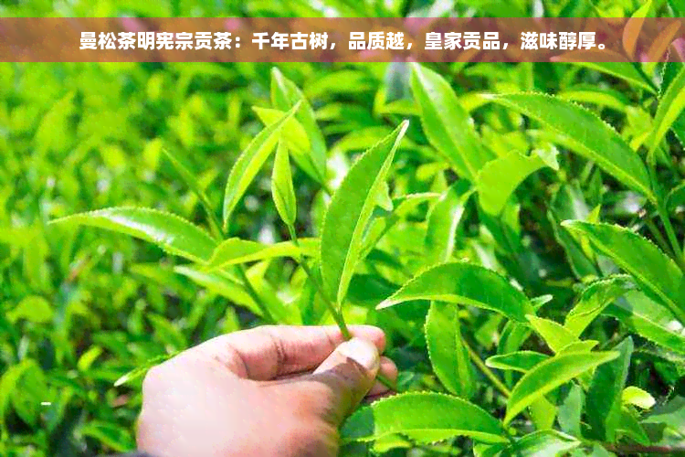 曼松茶明宪宗贡茶：千年古树，品质越，皇家贡品，滋味醇厚。