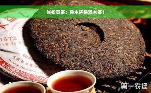 曼松贡茶：是木还是灌木茶？
