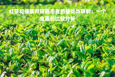 红茶和绿茶对肺癌患者的益处与限制：一个全面的比较分析