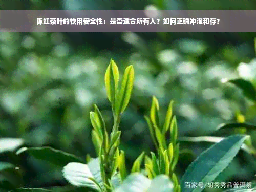 陈红茶叶的饮用安全性：是否适合所有人？如何正确冲泡和存？