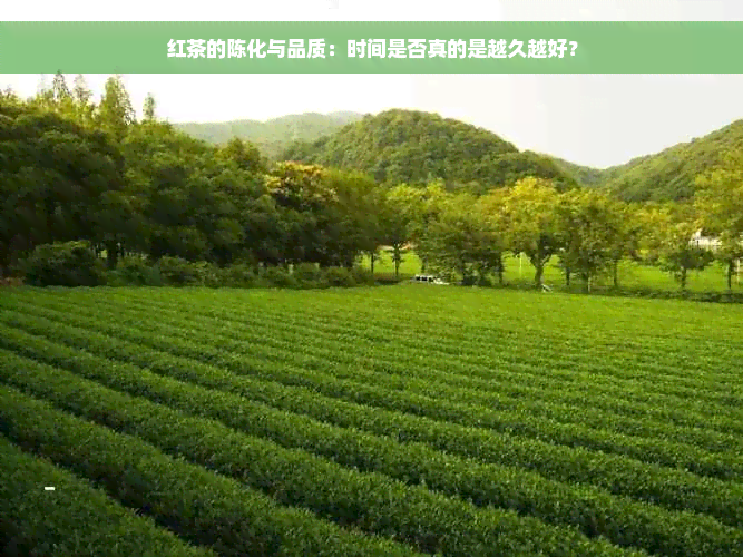 红茶的陈化与品质：时间是否真的是越久越好？