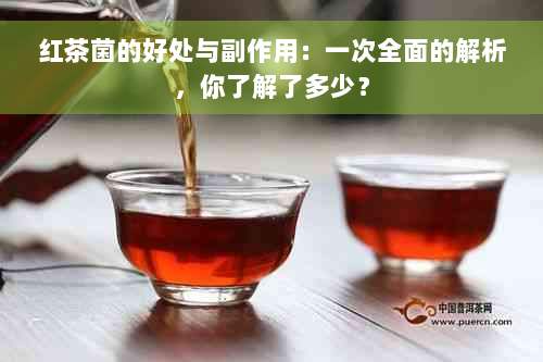 红茶菌的好处与副作用：一次全面的解析，你了解了多少？
