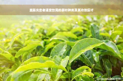 直肠炎患者适宜饮用的茶叶种类及其功效探讨