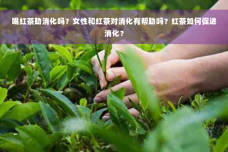 喝红茶助消化吗？女性和红茶对消化有帮助吗？红茶如何促进消化？