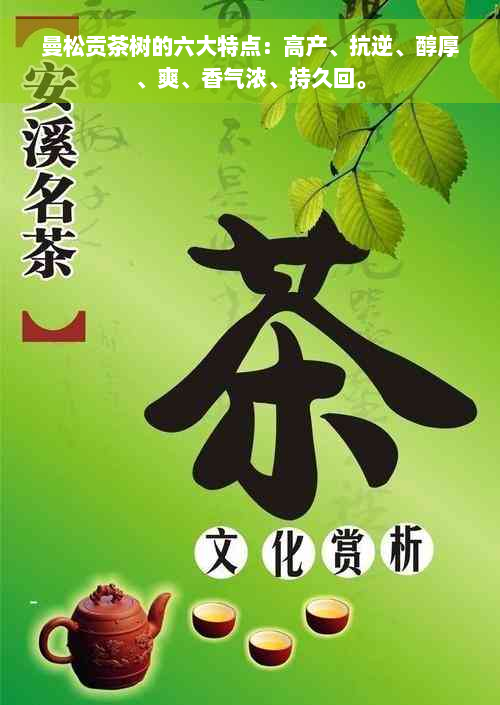 曼松贡茶树的六大特点：高产、抗逆、醇厚、爽、香气浓、持久回。