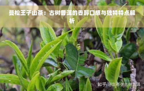 曼松王子山茶：古树普洱的香醇口感与独特特点解析
