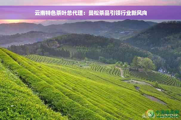 云南特色茶叶总代理：曼松茶品引领行业新风向