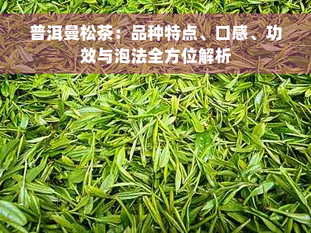 普洱曼松茶：品种特点、口感、功效与泡法全方位解析