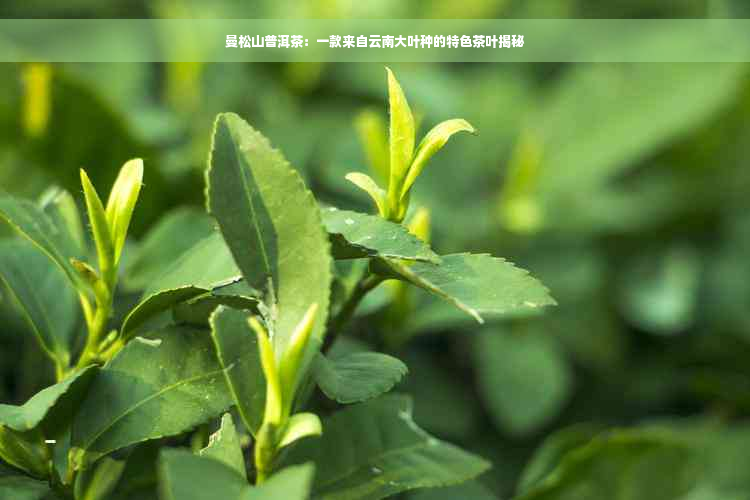 曼松山普洱茶：一款来自云南大叶种的特色茶叶揭秘