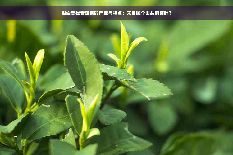 探索曼松普洱茶的产地与特点：来自哪个山头的茶叶？