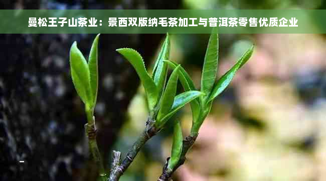 曼松王子山茶业：景西双版纳毛茶加工与普洱茶零售优质企业