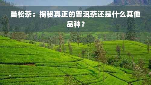 曼松茶：揭秘真正的普洱茶还是什么其他品种？