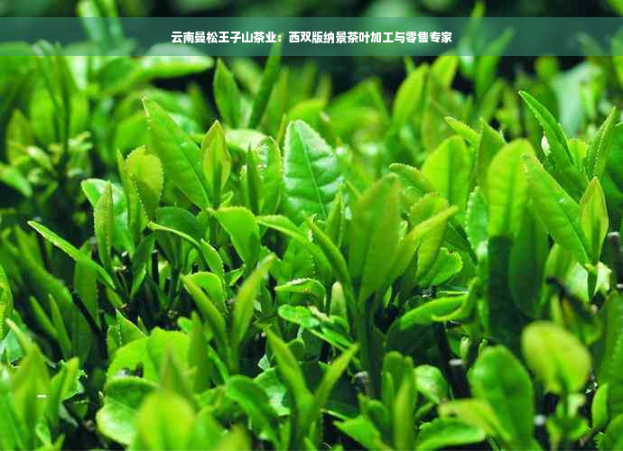 云南曼松王子山茶业：西双版纳景茶叶加工与零售专家