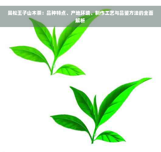 曼松王子山木茶：品种特点、产地环境、制作工艺与品鉴方法的全面解析