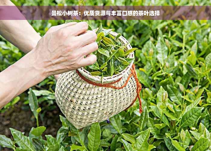 曼松小树茶：优质货源与丰富口感的茶叶选择