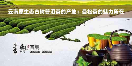 云南原生态古树普洱茶的产地：曼松茶的魅力所在