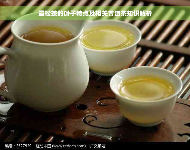 曼松茶的叶子特点及相关普洱茶知识解析