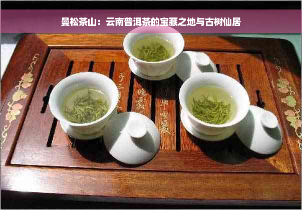 曼松茶山：云南普洱茶的宝藏之地与古树仙居