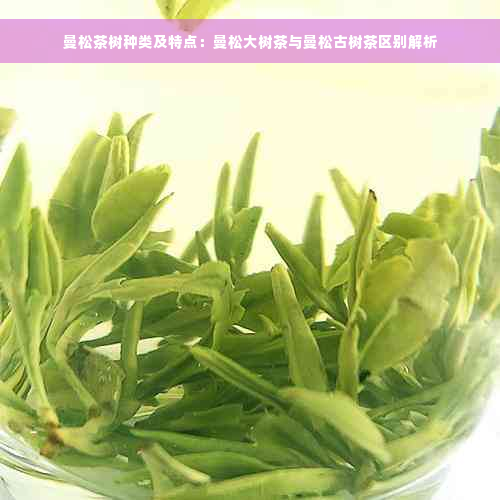 曼松茶树种类及特点：曼松大树茶与曼松古树茶区别解析