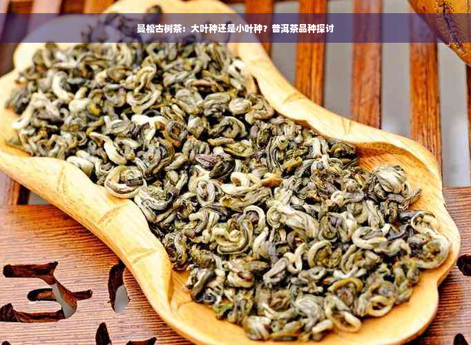 曼松古树茶：大叶种还是小叶种？普洱茶品种探讨