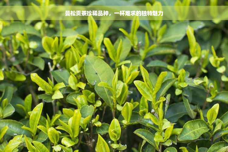 曼松贡茶珍稀品种，一杯难求的独特魅力
