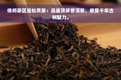 倚邦茶区曼松贡茶：品鉴顶级普洱茶，感受千年古树魅力。