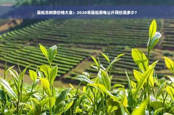曼松古树茶价格大全：2020年曼松茶每公斤现价是多少？