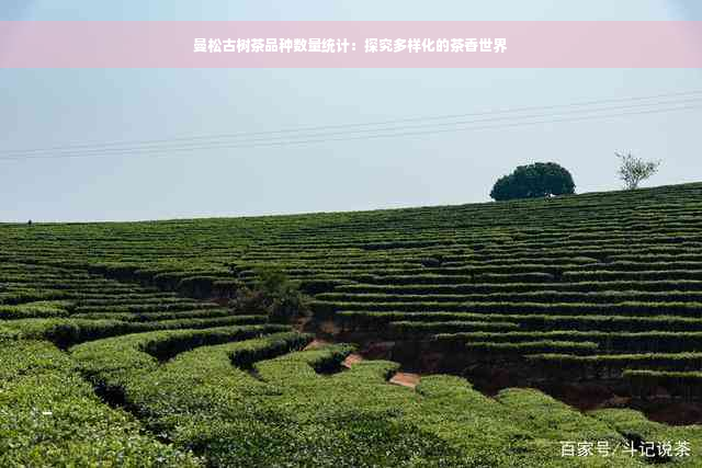 曼松古树茶品种数量统计：探究多样化的茶香世界