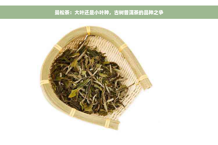 曼松茶：大叶还是小叶种，古树普洱茶的品种之争