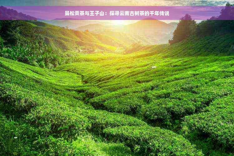 曼松贡茶与王子山：探寻云南古树茶的千年传说