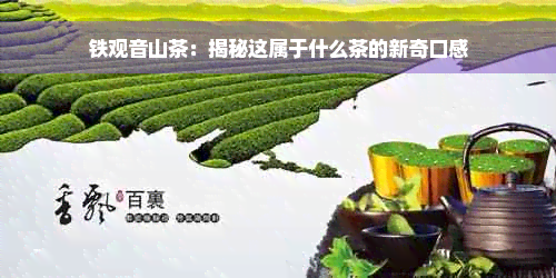 铁观音山茶：揭秘这属于什么茶的新奇口感