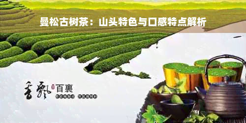 曼松古树茶：山头特色与口感特点解析