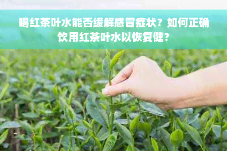 喝红茶叶水能否缓解感冒症状？如何正确饮用红茶叶水以恢复健？