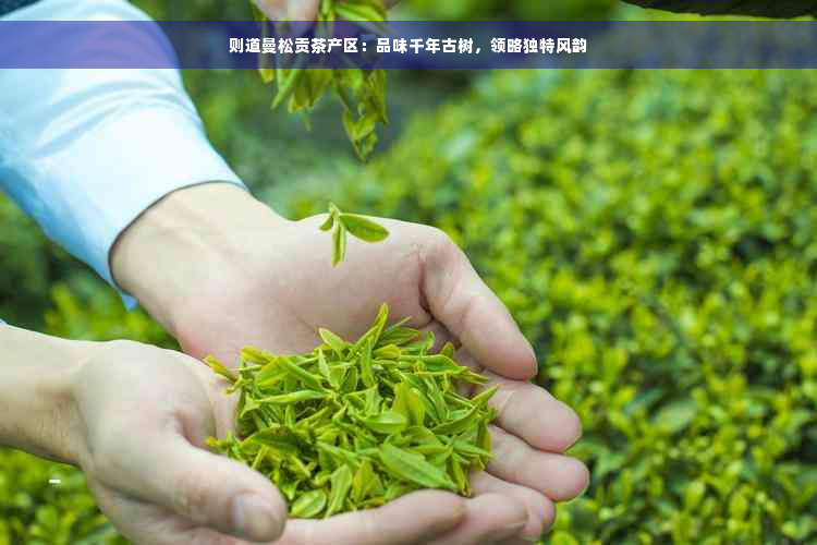 则道曼松贡茶产区：品味千年古树，领略独特风韵