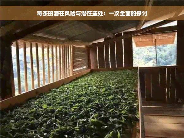 莓茶的潜在风险与潜在益处：一次全面的探讨